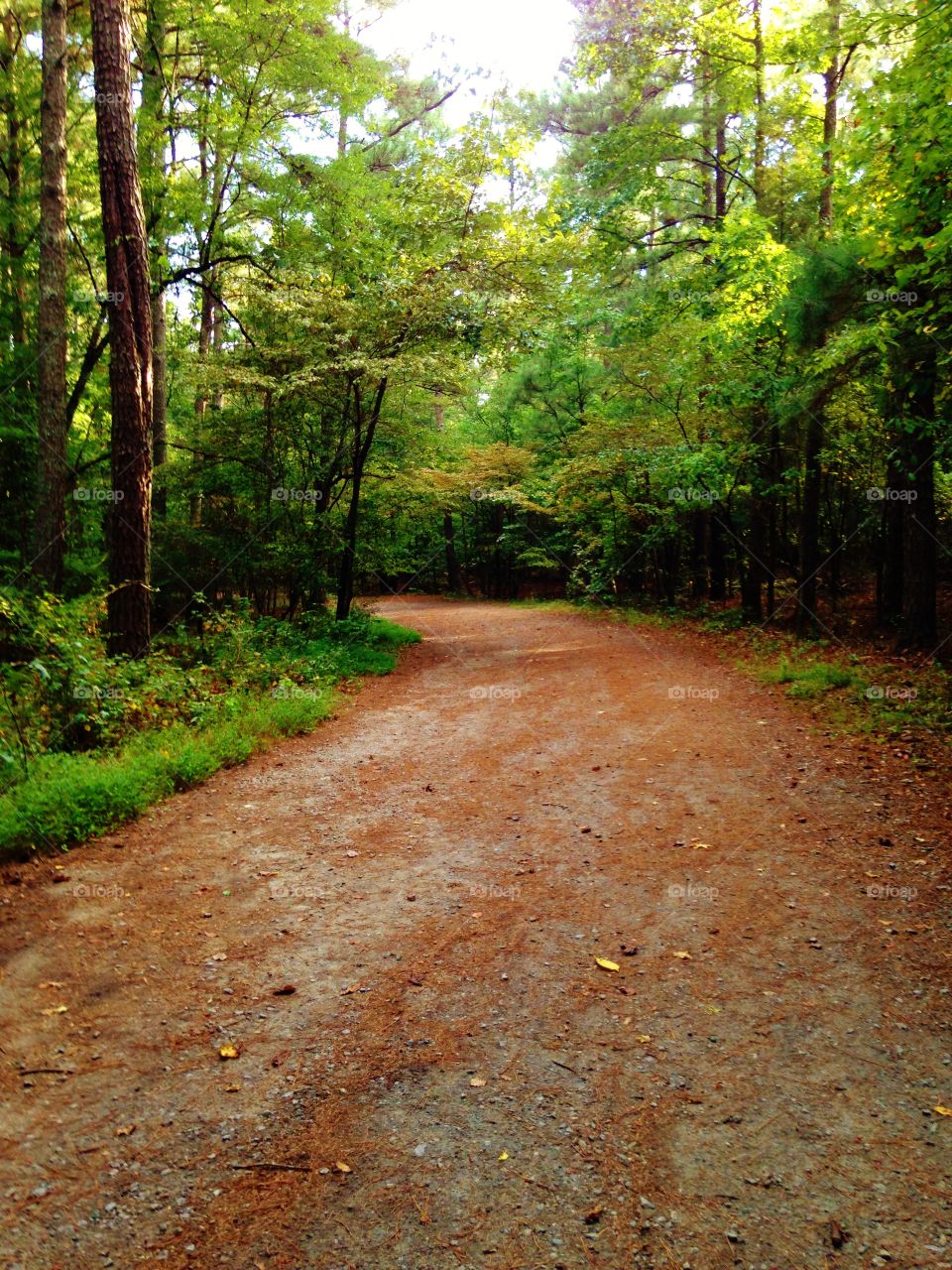 Footpath in the Forest