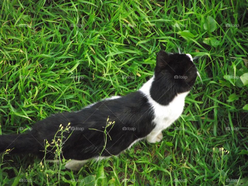 Cat in the grass