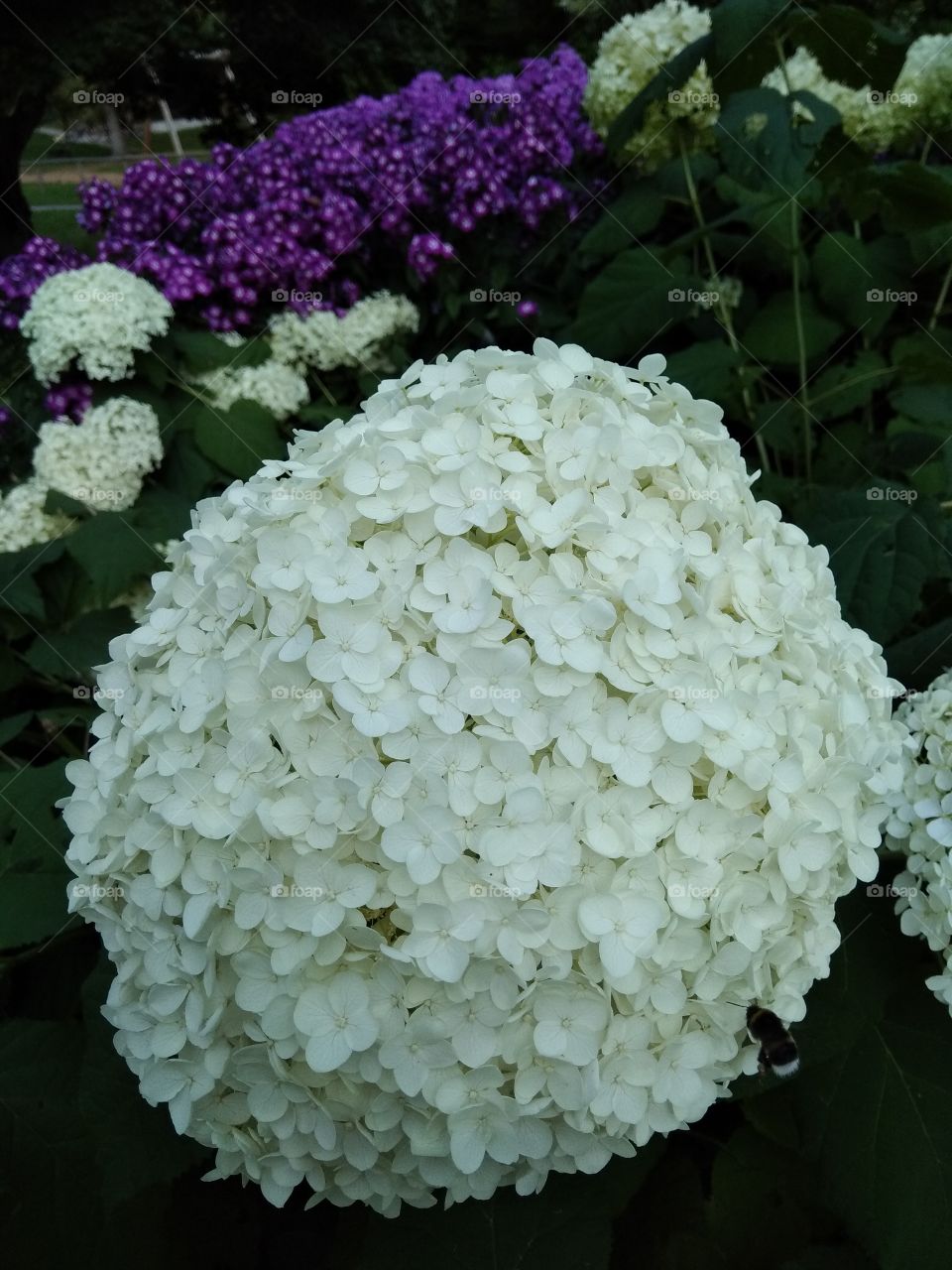 Kurpark in Bad Wildbad