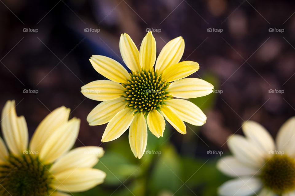 A close up portrait of a yellow echinacea purpurea also called sombrero lemon yellow flower.