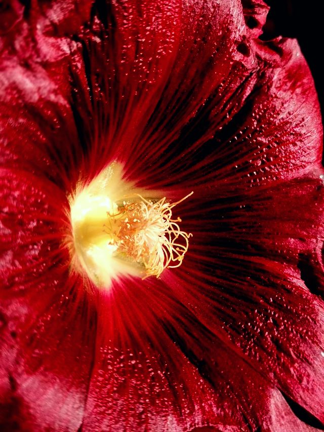 Flower red