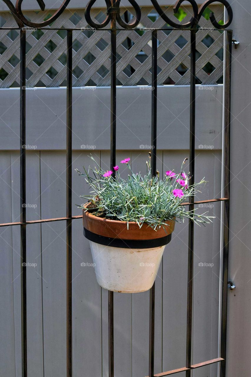 Hanging Flowers