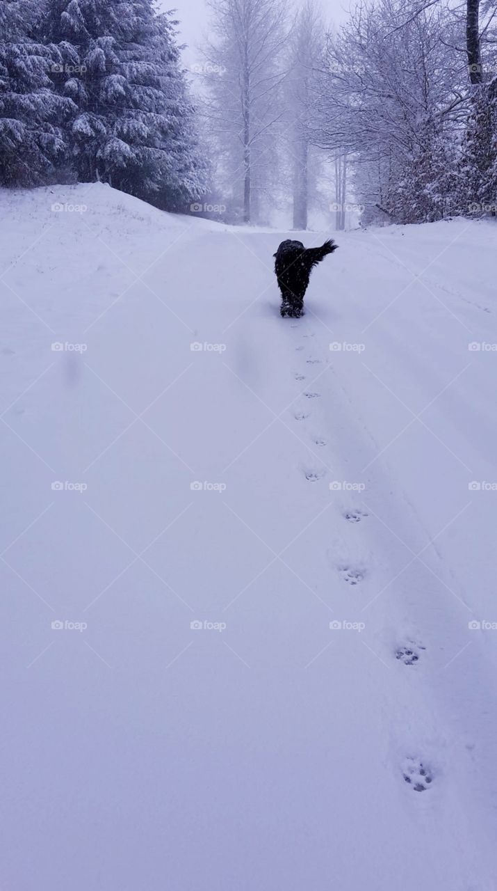 Dog in the snow