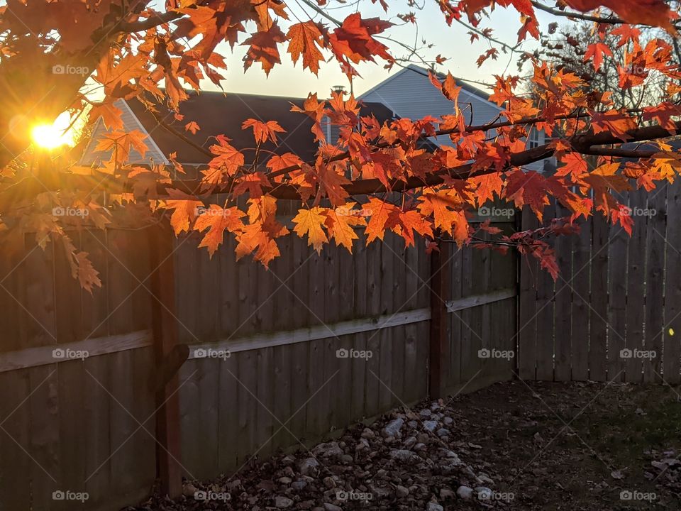 Tree branch with orange autumn leaves at sunset