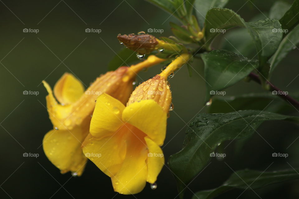 yellow wet flower