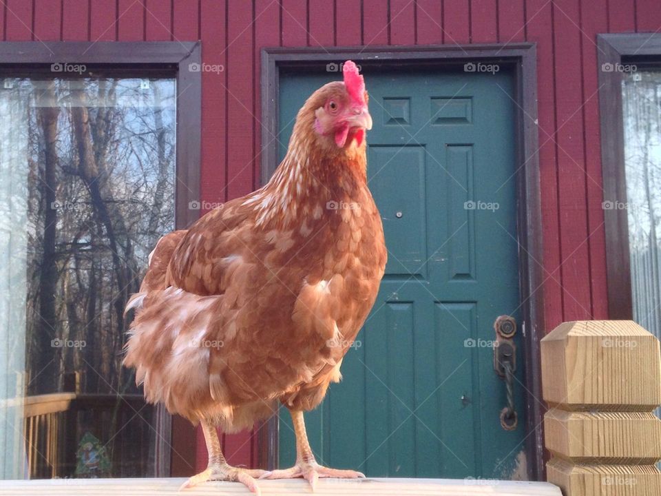 Farm Chicken