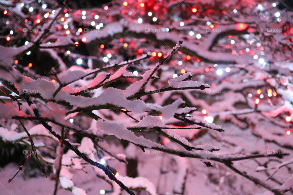 Snowy 