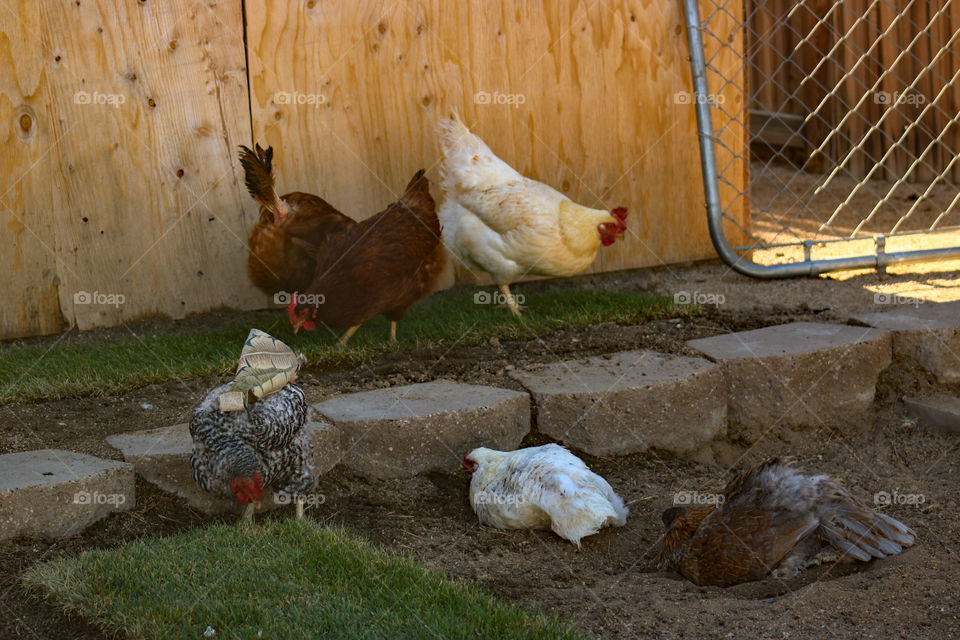 Flock of chickens