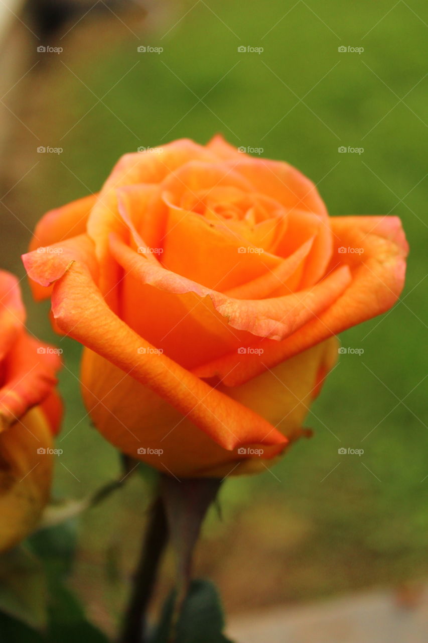 Orange rose bloom