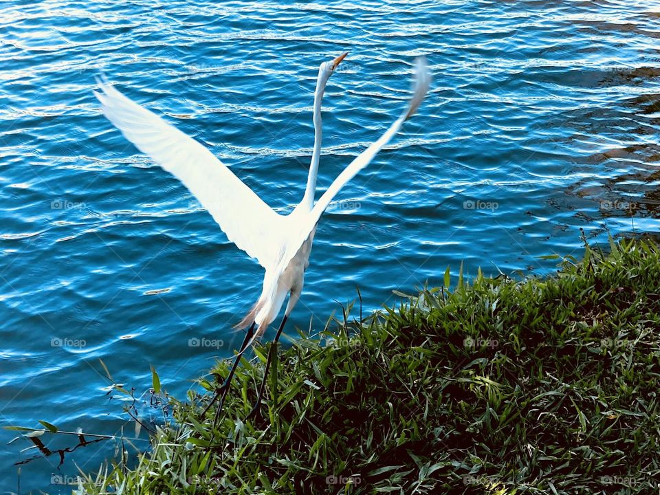 🇺🇸 A heron flying over the blue waters of Lago do Taboão, in the city of Bragança Paulista. / 🇧🇷 Uma garça voando sobre as águas azuis do Lago do Taboão, na cidade de Bragança Paulista.