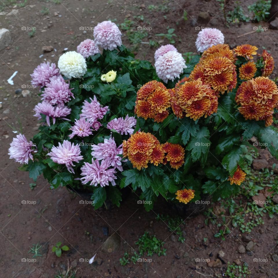 chrysanthemum is a type of flowering plant that is often grown as an ornamental plant