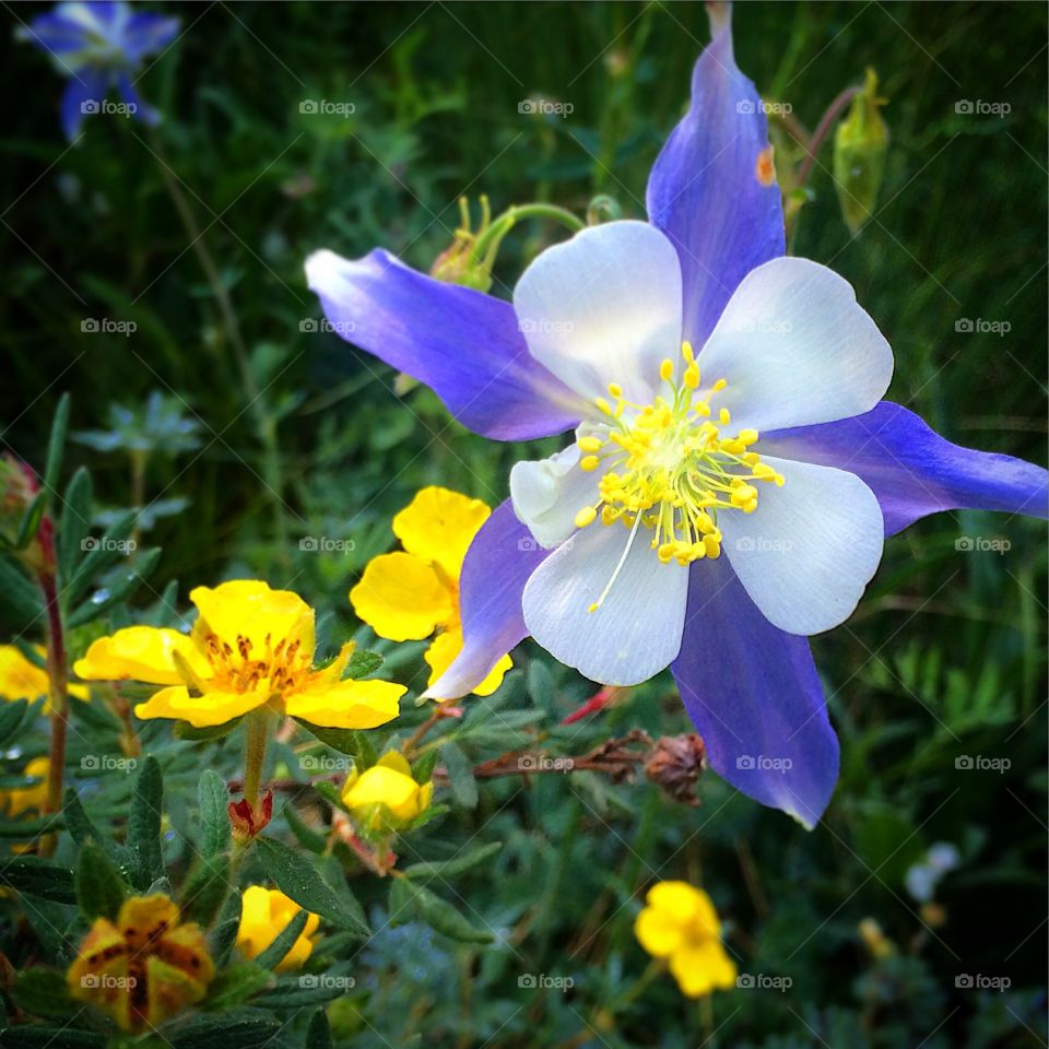 Colorado Columbine wildflowers