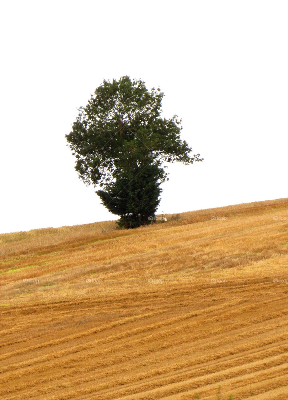 rural landscape