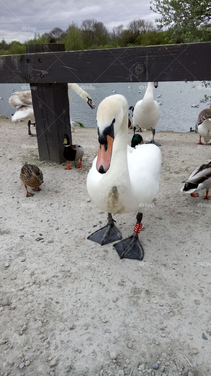 swan lake, getting some sass from a swan