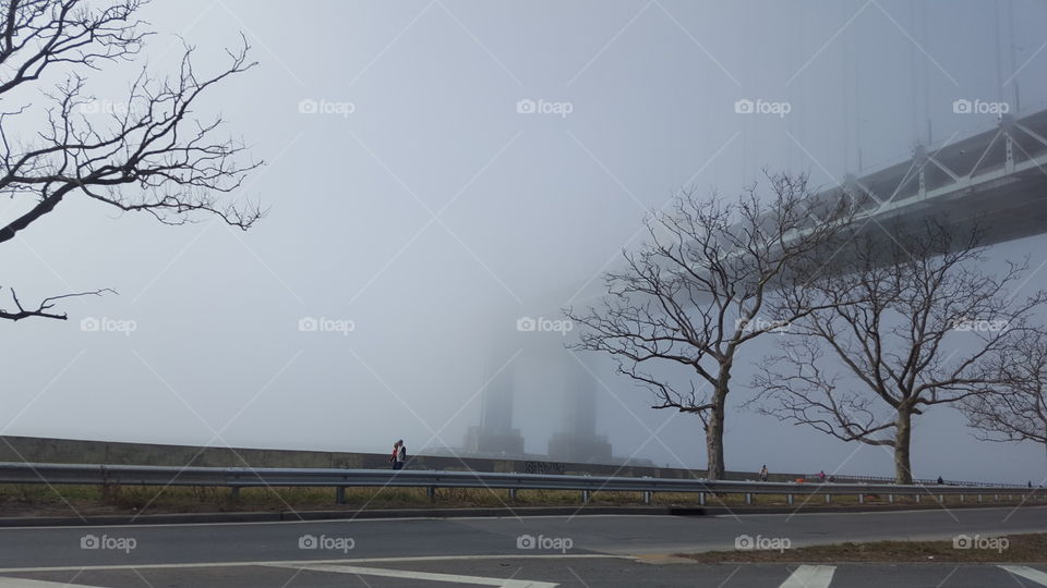 Foggy trees