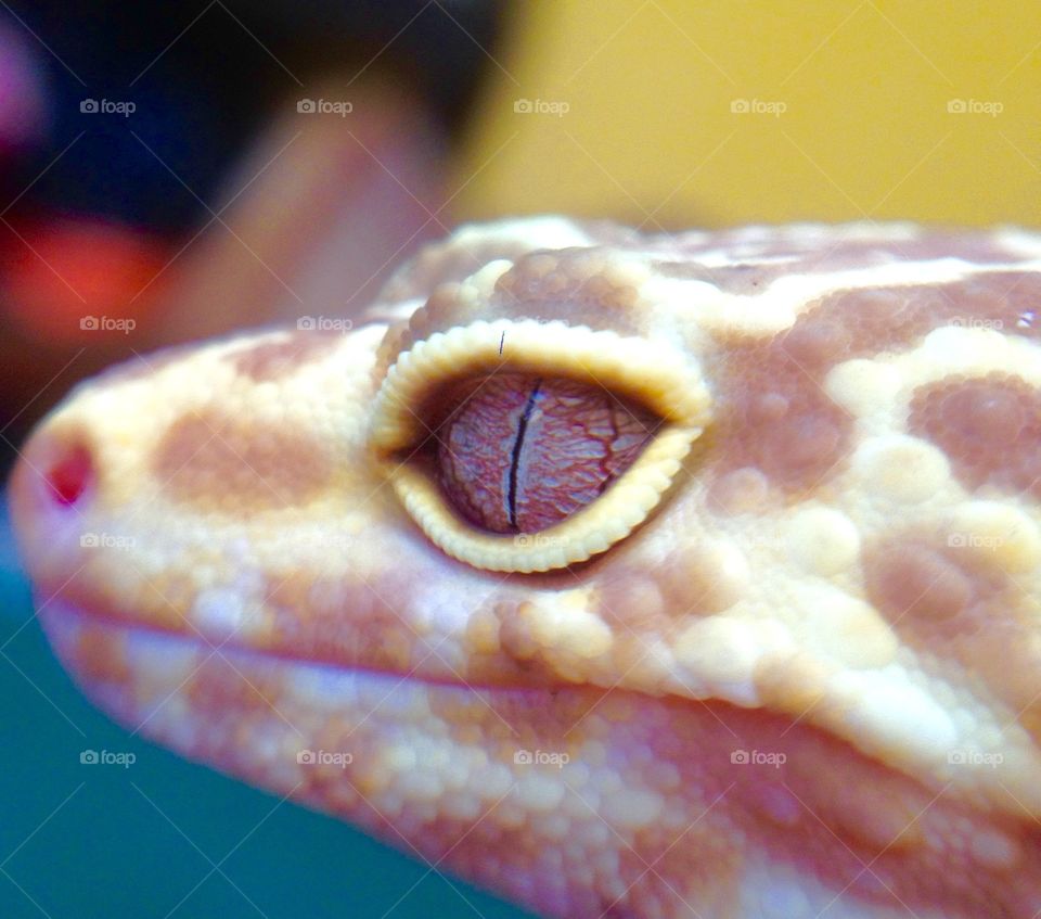 Leopard gecko eye 