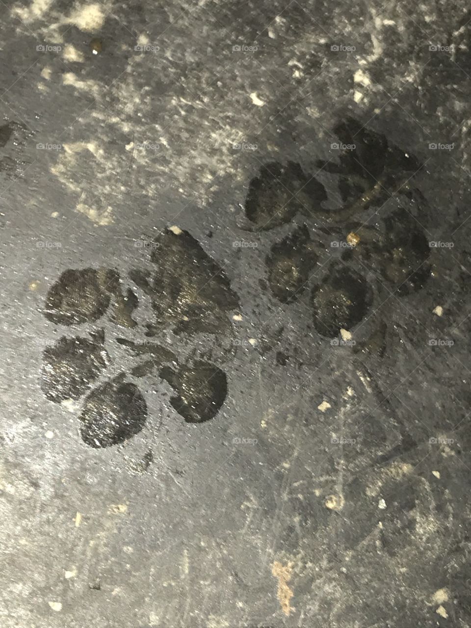 Hundepfotenabdrücke