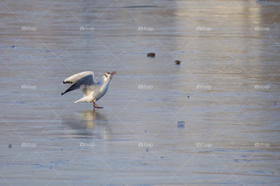 Seagull On Frozen Lake