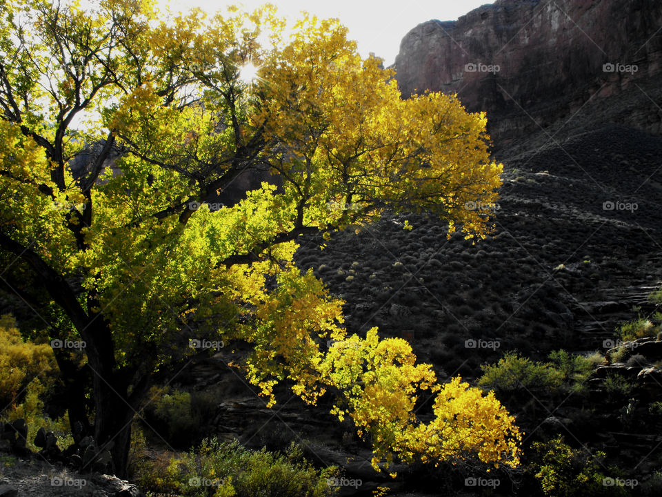 Gorgeous tree in bright yellow fall foliage contrasting against dark walls of the Grand Canyon in Arizona 