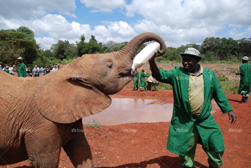 African man feeding elephant