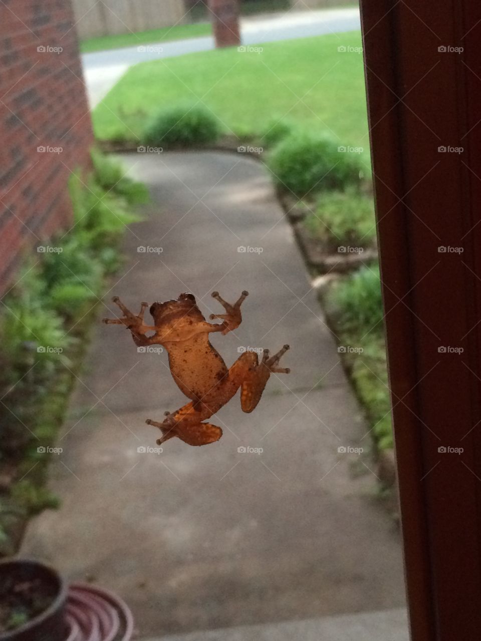 Hanging in the rest!. Little frog on my front door