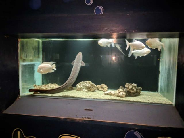 Fish