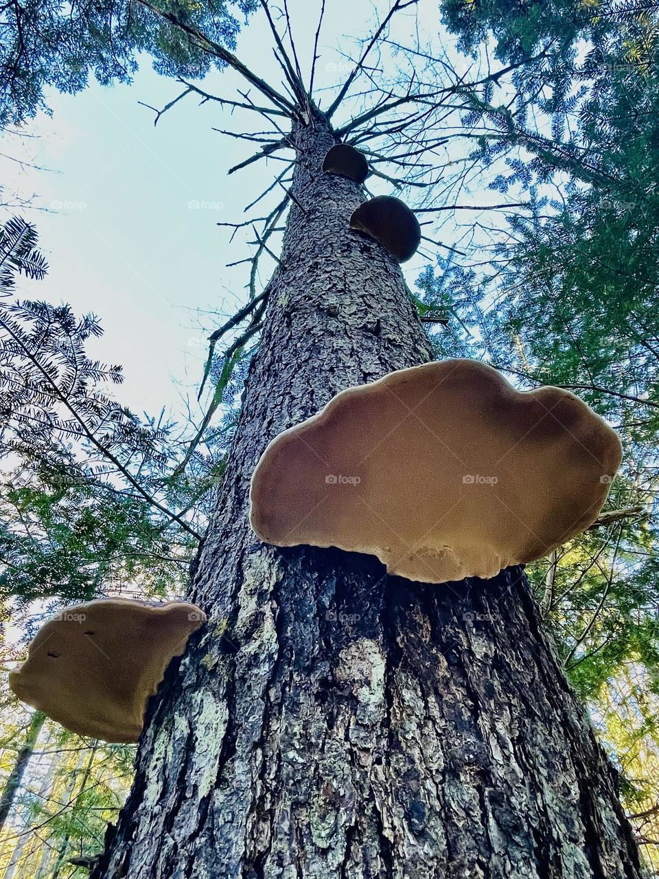 “Old Pine, New Life.”  A pine tree towers over the forest as mushrooms cling like steps to the top.