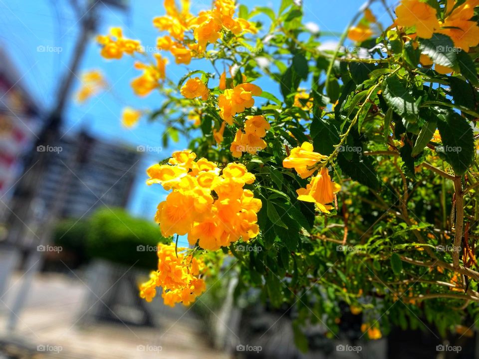 yellow ipê, a beautiful tree.  When it blooms, it enchants the eyes of those who pass by it.  Florida it serves as a backdrop for wonderful photos.