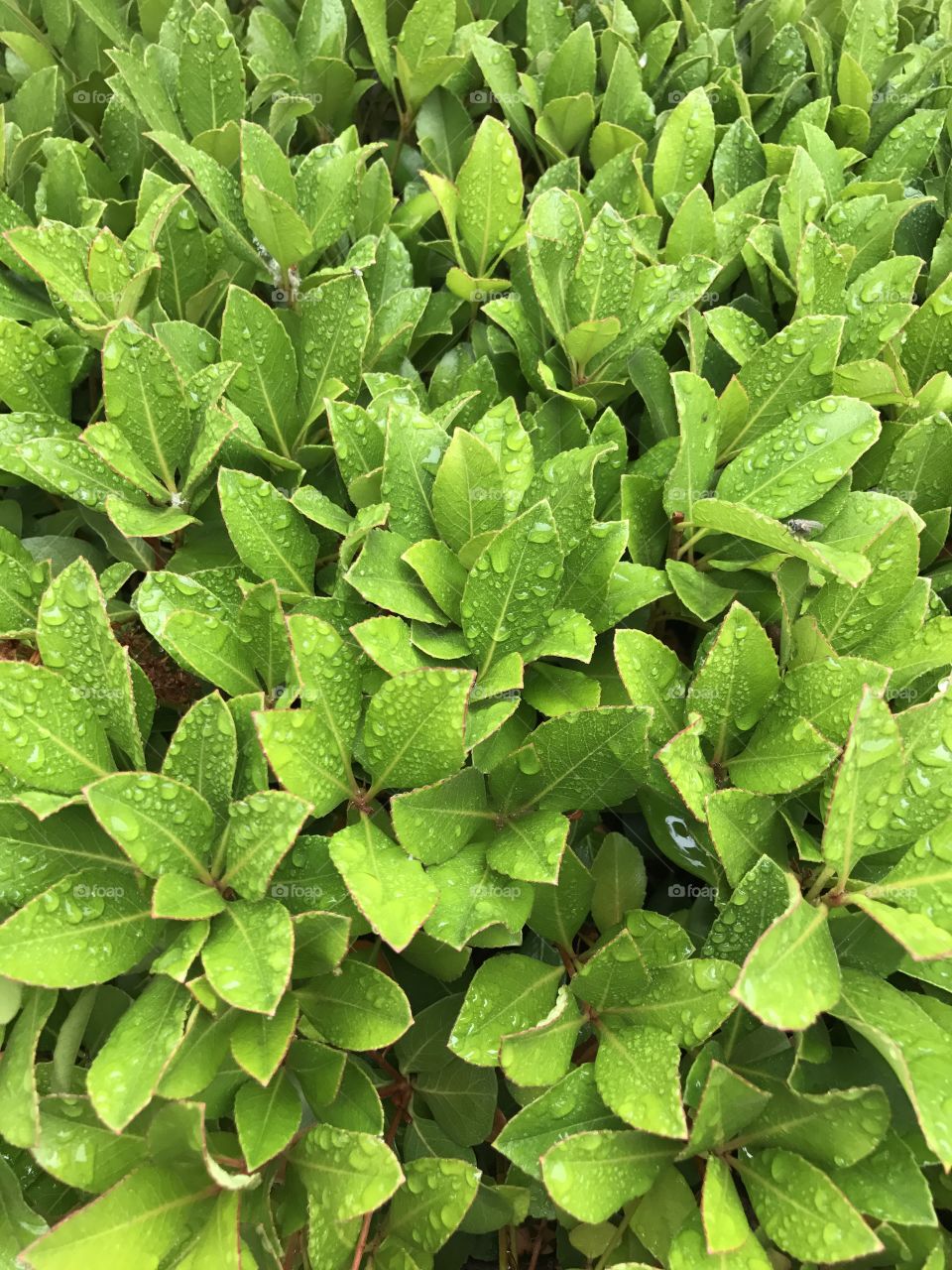 Green plant leaves glisten with water drops after a rainfall