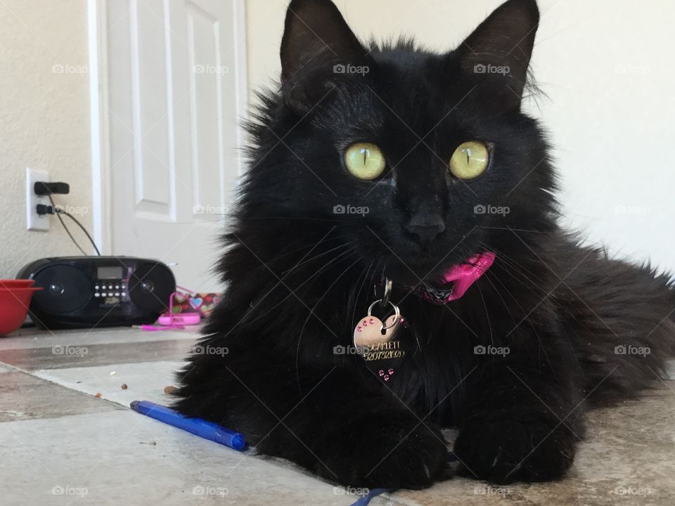 Very beautiful black cat with amazing light green eyes.