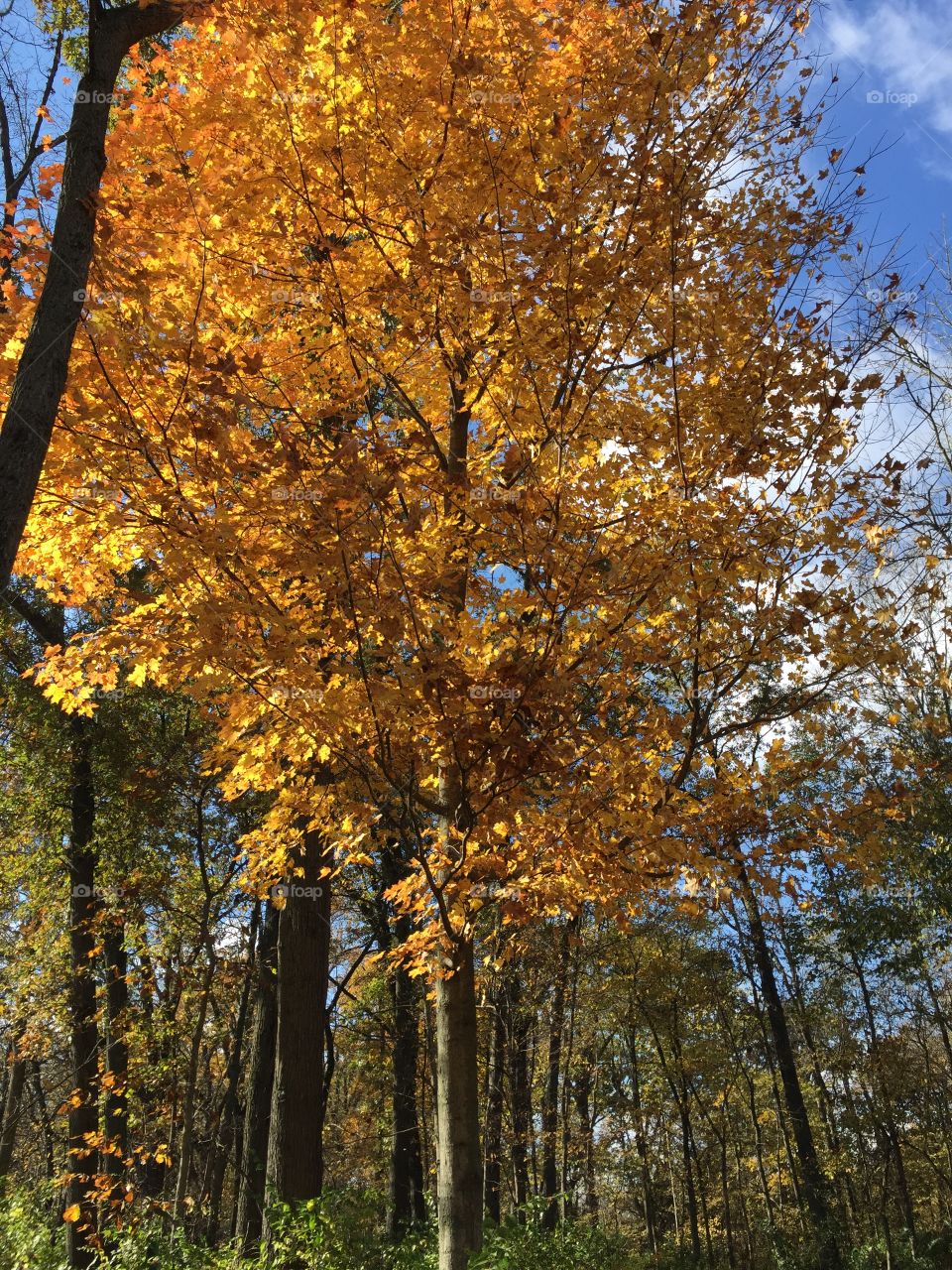 Low angle view of autumn trees