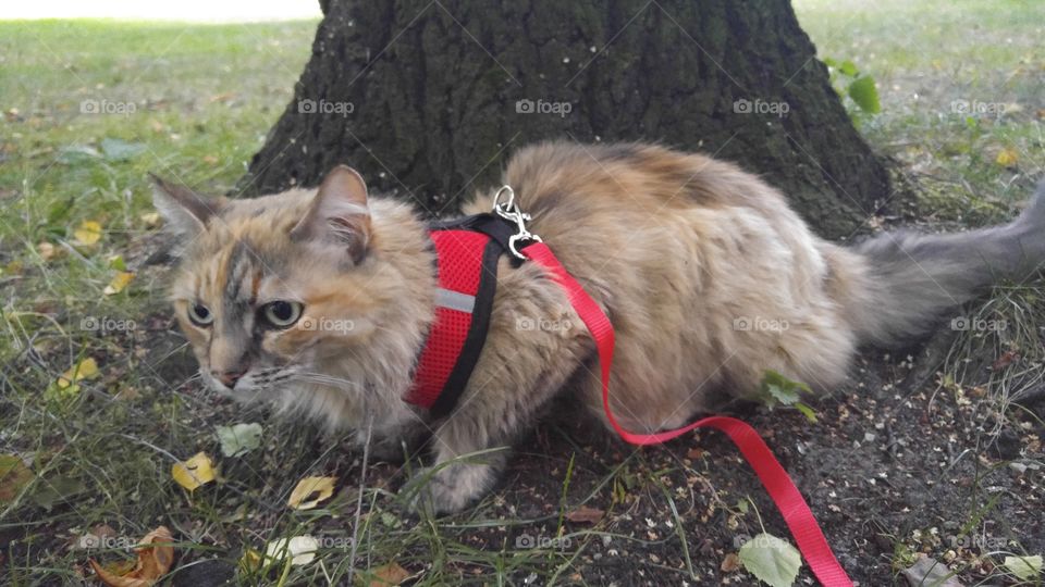 A kitten sitting near the tree, wearing red harness and a leash.