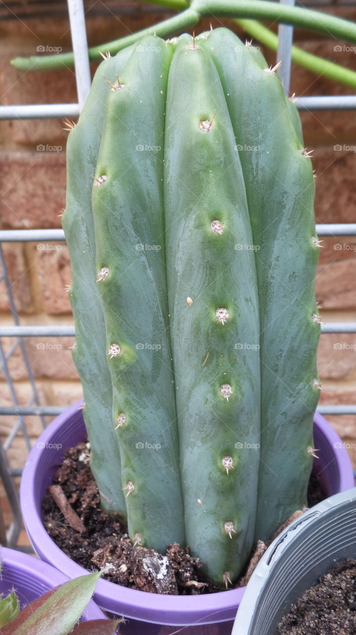 Cactus