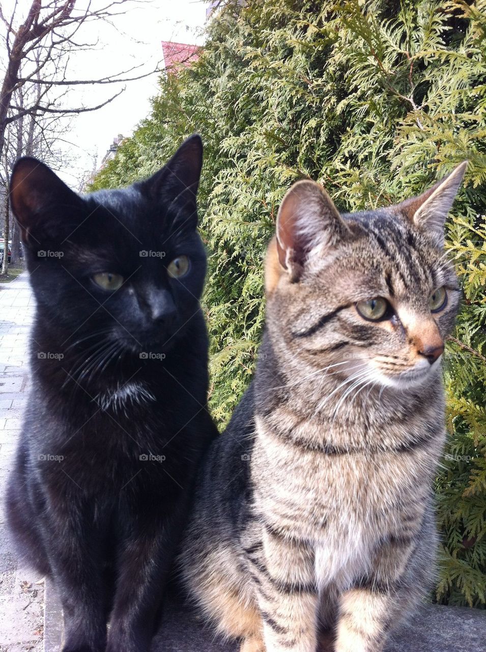 Black and brown cats 2