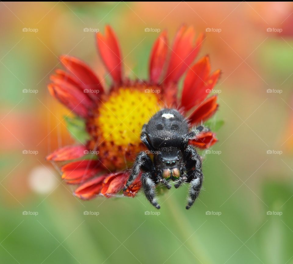 Jumping spider on blanket flower
