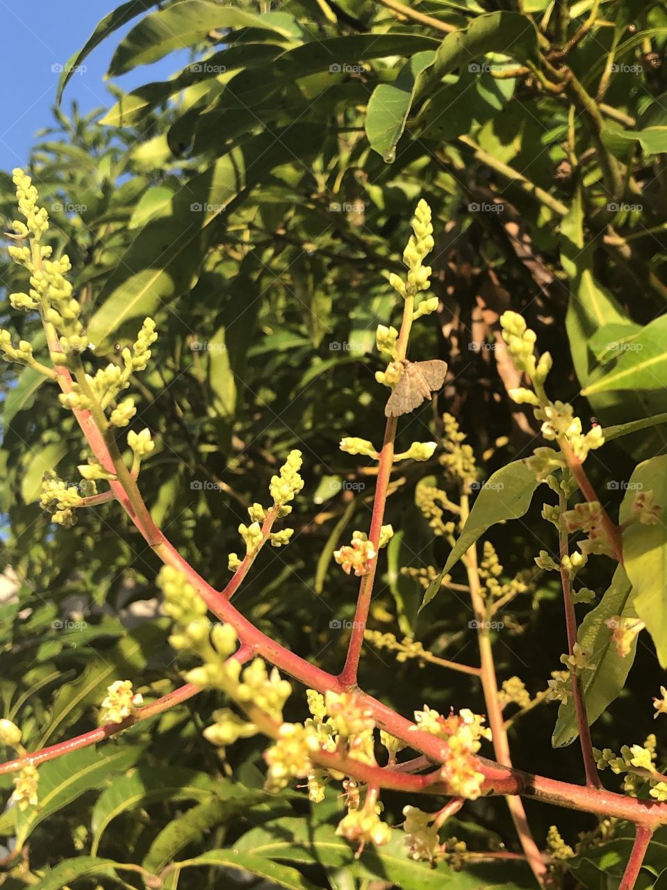 Mini moth on mango blossom 