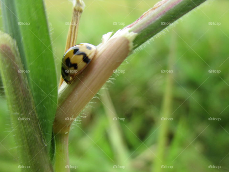 ladybug