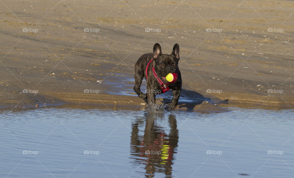 Dog carrying ball in mouth