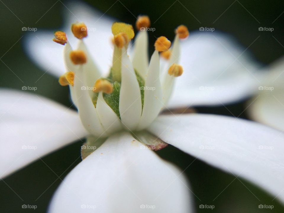 Portrait of a flower in my garden 