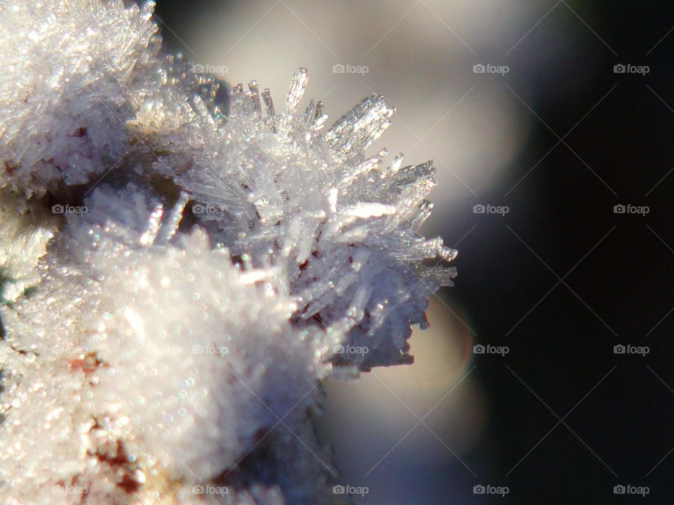 vereiste Weidenķätzchenblüte