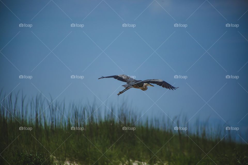 Heron in flight