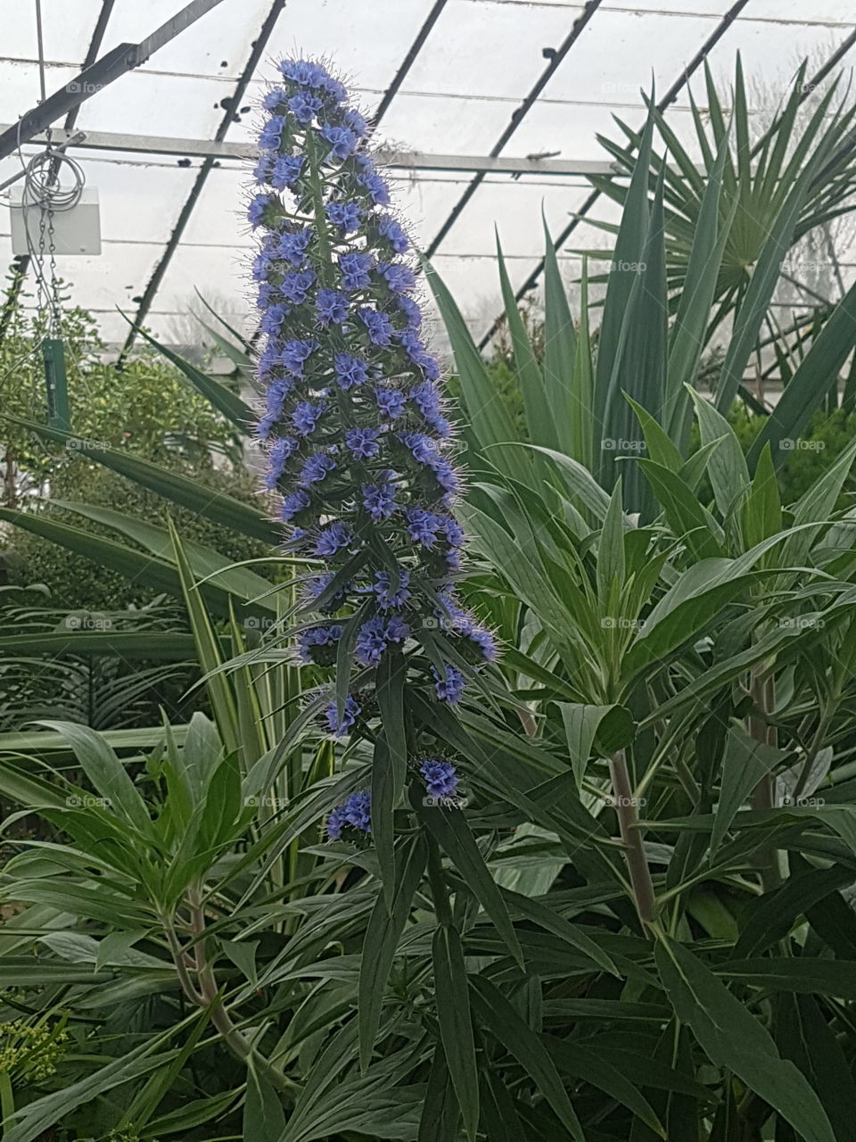 unusual blue flower