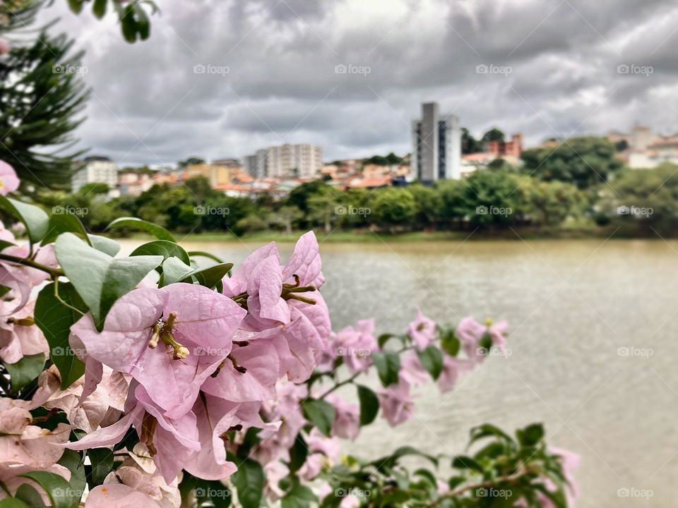 🇺🇸Cloudy afternoon in Bragança Paulista. With the flowers in focus and Lago do Taboão in the background, there is the generous beauty of nature. /🇧🇷Tarde nublada em Bragança. C/ as flores em foco e o Lago do Taboão ao fundo, fica a beleza da natureza.