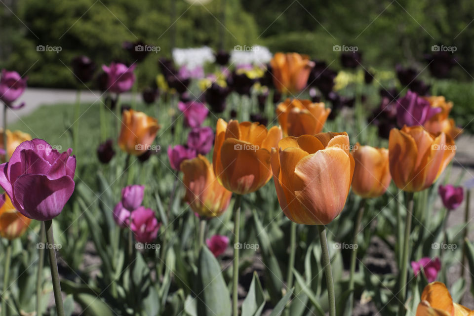 purple and orange tulips
