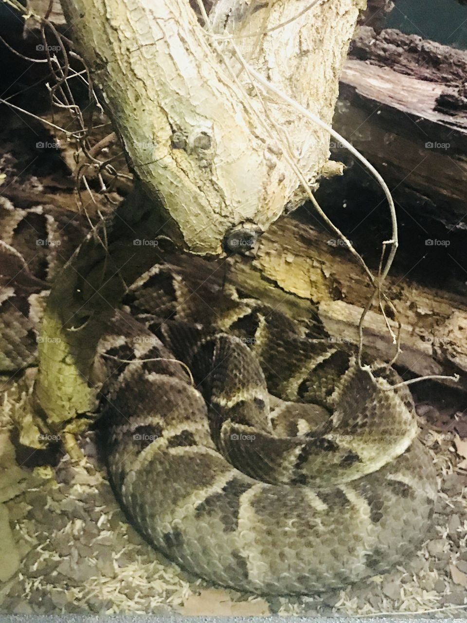 Snake life 