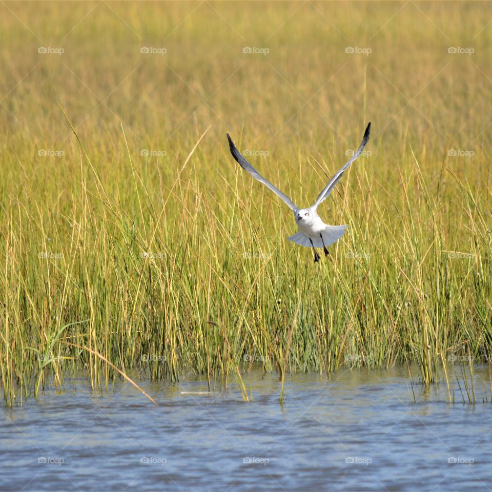 Gull Flys Across The Marsh in Charleston South Carolina