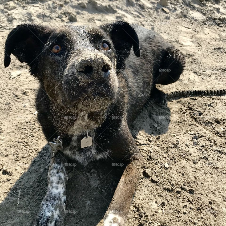 Dog in beach with sand in his body