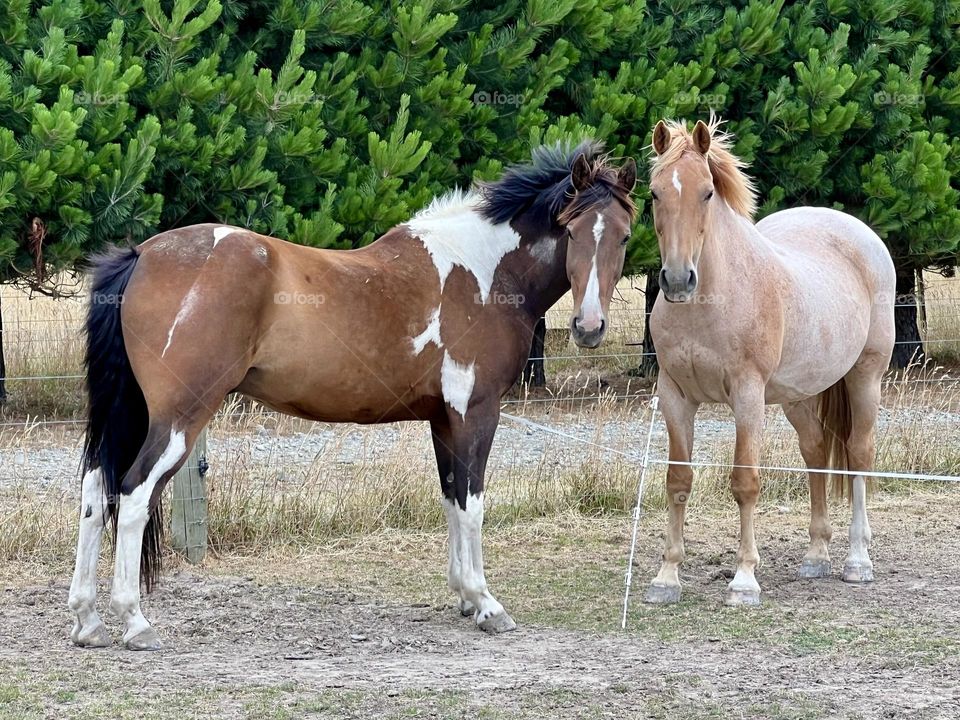 Horses