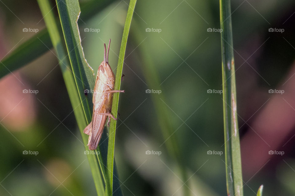 Little grasshopper on the green grass.