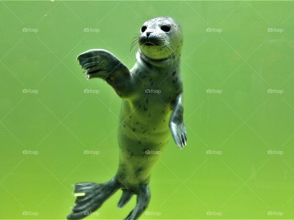 a young gray baby  seal waving to the viewer.